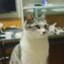 小飞
