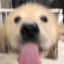 stinky doggy