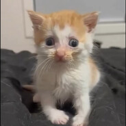 我必须先给他整条大云