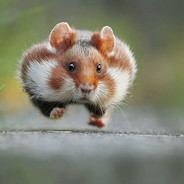 Wildhamster