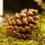 Pine Cone