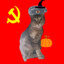 Comrade cat