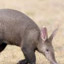 Aardvark