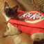 KitCat