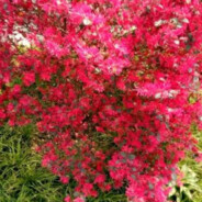 飞扬跋扈大燕子