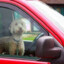 dog locked inside hot car