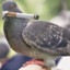 ~PigeonPeek~ Gurrwa