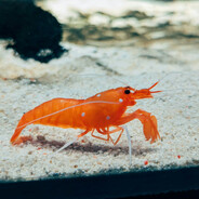 LIVID and HATEFUL shrimp
