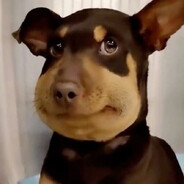 MonkeySaurus avatar