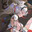 Salmon avatar