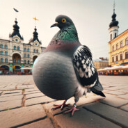 Pregnant_Pigeon