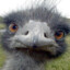 ostrich