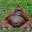 OBESECHIMPANZEE