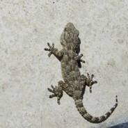 playboi carro creep espama