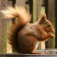 Squirrel Hunter - steam id 76561197970966216