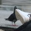 It&#039;s_a_pigeon