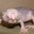 rat_gangpenis