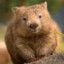 WOMBAT