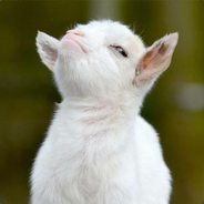 KungFu Llama