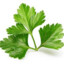 coriander