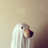 流浪在胡布的一只猫