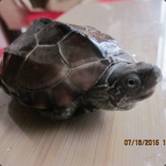 垃圾游戏、毁我黄昏