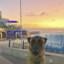aim_dog