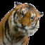 gtigr