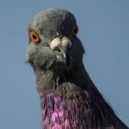Pigeon