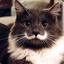 Meowstache