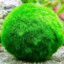 marimo