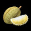 Sexually frustrated Durian