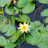 宇宙无敌超级暴龙战士