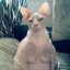 Giga_Foody