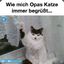 Opas Katze