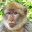 Macaquinho enojado