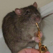 DeadRedRat