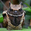 Great Eared Nightjar