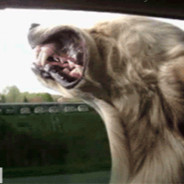 鸭~这个人怎吃菜啊