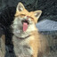 Fedor_fox
