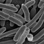 ✪bacteria
