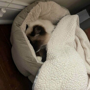 乔鲁诺·乔巴纳