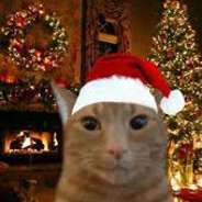 OFB | Christmas Kitten