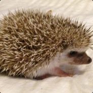 choon - steam id 76561197971685198