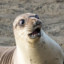 seal