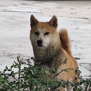 人性的背后是白云苍狗