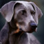 Blue Lacy