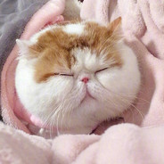 一只野生的猫八