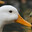 Pato