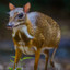 mouse deer